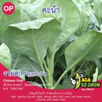 เมล็ดพันธุ์  คะน้างามตา บรรจุ 10 กรัม [โปรโมชั่น ซื้อ10แถม1 คละได้]