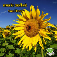 เมล็ดดอกไม้ ?? ทานตะวัน (ดอกใหญ่) Sun Flower  ?  บรรจุ 200 เมล็ด?