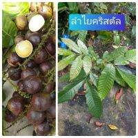 (จัดโปร) ต้นลำไยคริสตัล (เพาพเมล็ด) สีม่วงจัมโบ้ สูง 30-50 ซม. ลำไยคริสตัล ลดราคา ต้นไม้ ต้นไม้มงคล ต้นไม้ฟอกอากาศ ไม้ด่าง