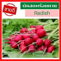 พร้อมส่ง ส่งเร็ว ผักสด พร้อมทาน Red Radish เรดิช หัวผักกาดแดง เรดิชสด เรดิชเชอรี่ เรดิชสีแดง เรดิชแดง เรดิชชมพู