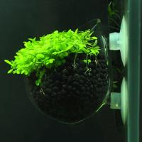 hot【cw】 Glass Aquarium Decoration Hanging Pot Potted Planting Cylinder Cups accessories New