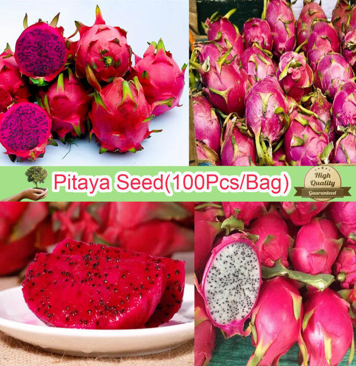 [Fast Germination] 100 Seeds/pack Pitaya Seeds for Planting (Dragon