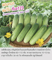 เมล็ดแตงกวา TA123 ผลสีเขียวอ่อน ขนาดผลยาว 10-12 ซม. น้ำหนักผล 80-100 กรัม แตกกิ่งแขนงดี ผลผลิตสูง ทนโรคราน้ำค้าง ปลูกได้ตลอดปี