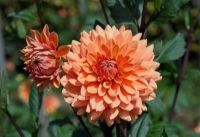 1 หัว/ออเดอร์ รักเร่ Dahlia Bulbs สายพันธุ์ Renato Tosio หัวรักเร่ ดอกไม้ หัวหน่อ เหง้า นำเข้า เนเธอร์แลน หัวสดใหม่