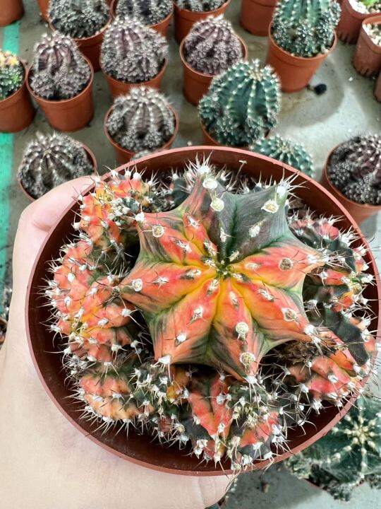 caimd-กระบองเพชร-แคคตัส-cacuts-gymnocalycium-multicolor-variegated-ยิมโนคาไลเซียม-มัลติโคเลอร์-ยิมโนเรนโบว์-ยิมโน7ส