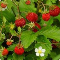 เมล็ดพันธุ์นำเข้าจาก ยุโรปเมล็ดพันธุ์ Garden Seed Strawberry 50 เมล็ด