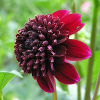 1 หัว /ชุุด เหง้า ต้นรักเร่ Dahlia Bulb สายพันธุ์ Rock Star สีแดง หัวรักเร่ ดอกไม้ ดอกรักเร่ รักแรกพบ เฟิร์สเลิฟ ดอกไม้นำเข้า พร้อมให้ดอก