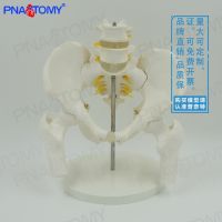 1:1 male two lumbar with pelvic femoral spinal nerve bone model medicine bone surgical specimens of pain