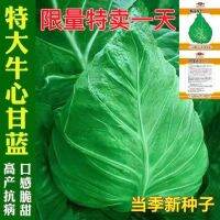 and autumn extra large beef heart cabbage lotus white cold-resistant spring vegetable