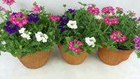 Pro +++ T342 เวอร์บีน่า (verbena) กระถาง 8 นิ้ว สูง 25-30 cm ดอกไม้ประดับ พุ่มเล็ก ดอกสีสวยโดดเด่น หลากสีสัน ราคาดี พรรณ ไม้ น้ำ พรรณ ไม้ ทุก ชนิด พรรณ ไม้ น้ำ สวยงาม พรรณ ไม้ มงคล