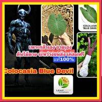 MAI เเท้100% Colocasia Blue devil ต้นเเม่พันธุ์ ตัดใบส่ง บอนจอมมารบลู เป็นบอน คล้ายคลึงกับ colocasia Blue Hawaii ใบเข้มกว่า ต้นไม้ตาย ระหว่างขนส่ง เคลมฟรี