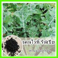 พร้อมส่ง ❗ รหัส 082 เมล็ดพันธุ์แท้ OP แท้ เคลไวท์รัสเซีย รสชาติ หวาน กรอบ  - White Russian Kale เมล็ดเคล เมล็ดผักเคล เคลรัสเซีย เมล็ดพันธุ์ผัก