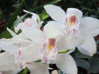 30 เมล็ดพันธุ์ เมล็ดกล้วยไม้ กล้วยไม้ ซิมบิเดียม (Cymbidium Orchids) Orchid flower seeds อัตราการงอก 80-85%