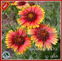 50 เมล็ด เดือนฉาย เมล็ดเดือนฉาย เกลลาเดีย Gaillardia เมล็ดพันธุ์เกลลาเดีย เมล็ดเกลลาเดีย เดือนฉาย ดอกเดือนฉาย