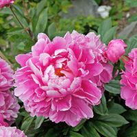 20 เมล็ด เมล็ดโบตั๋น ดอกโบตั๋น ดอกพีโอนี (Peony) สีชมพู Pink Peony ดอกไม้นี้​เป็นสัญลักษณ์ของความมั่งคั่งร่ำรวย ความซื่อสัตย์ อัตรางอกสูง 70-80 %