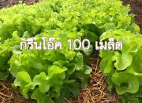 เมล็ดพันธุ์ ปลูกง่าย ใบหยิก โตเร็ว ซอง ดั้งเดิม สลัด ผักสวนครัว กรีนโอ๊ค 100 เมล็ด [10 เเถม 1 คละได้]