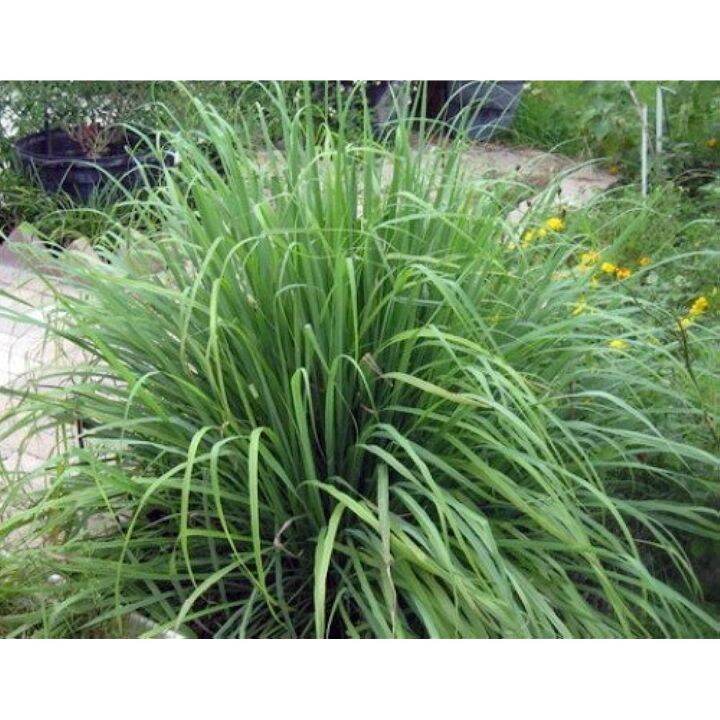 Lemon Grass Seeds Cymbopogon Herb by Hirts Seeds Herb seeds