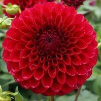 รักเร่ Dahlia สายพันธุ์ Boom Boom Red 1 เหง้า/ออเดอร์ หัวรักเร่ ดอกไม้ หัวหน่อ เหง้า นำเข้า เนเธอร์แลน หัวสดใหม่