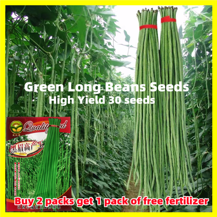 Green Long Beans Sitaw Seeds High Yield 30 Seeds 1 Meter Long String