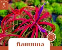 ทิลแลนเซีย  Tillandsia Ionantha แบบ 1 กอ มี 3-5 หัว