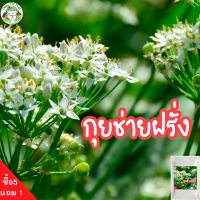 เมล็ดพันธุ์ กุยช่ายฝรั่ง 300 เมล็ด Garlic Chives Seed เมล็ดพันธุ์แท้ นำเข้าจากต่างประเทศ ปลูกผัก สวนครัว ราคาประหยัด ถูก ปลูกง่าย โตไว พร้อมส่ง