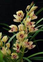 30 เมล็ดพันธุ์ เมล็ดกล้วยไม้ กล้วยไม้ ซิมบิเดียม (Cymbidium Orchids) Orchid flower seeds อัตราการงอก 80-85%