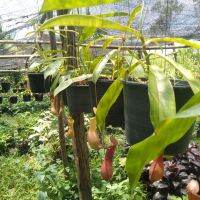 หม้อข้าวหม้อแกงลิง (อังกฤษ: nepenthes; ชื่อสามัญ: tropical pitcher plants หรือ monkey cups) เป็นพืชกินแมลง เป็นไม้เลื้อย จัดส่งพร้อมไม้แขวน กระถาง6นิ้ว