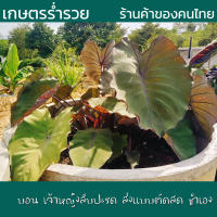 บอน โคโลคาเซีย เจ้าหญิงสับปะรด Colocasia pineapple princess สายพันธุ์แท้ แบบตัดสด ชำเอง ใบสีเขียวอมส้ม กระดูกเส้นสีม่วง ก้านสีน้ำตาลอ่อน หายาก