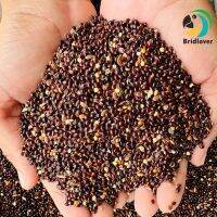 มิลเลตดำ อาหารเสริมสำหรับนก Black Millet และหนูแฮมสตอร์ แบ่งขาย 1 กิโลกรัม