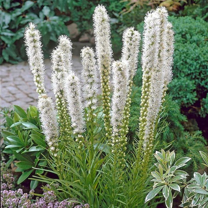 เมล็ดพันธุ์-ลิอะทริส-liatris-spicata-gayfeather-300-เมล็ด-เมล็ดพันธุ์นำเข้าจากอังกฤษ