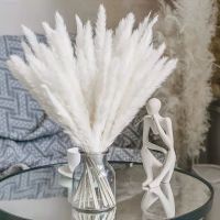 【LZ】┇  15 pçs branco pampas grama artificial plantas secas naturais buquê de flores decoração de casamento casa flor arranjo diy colocação