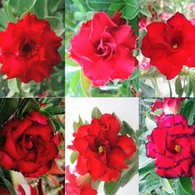 12 เมล็ด เมล็ดพันธุ์ ชวนชม สายพันธุ์ไต้หวัน ดอกสีแดง Adenium Seeds กุหลาบทะเลทราย Bonsai Desert Rose ราชินีบอนไซ อัตรางอกสูง 70-80%