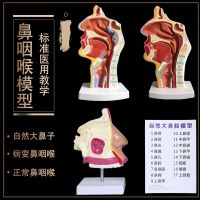 Human nasal anatomic model mouth nose throat structure model hospital in doctor-patient communication teaching model