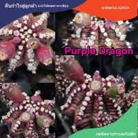 เมล็ดยิมโน "Purple Dragon ?"