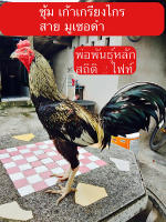 ไข่ไก่ชน พม่าสายมูเซอดำ