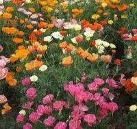 เมล็ดพันธุ์ แคลิฟอร์เนียป็อปปี้ Eschscholzia Californica California poppy 200 เมล็ด เมล็ดพันธุ์นำเข้า