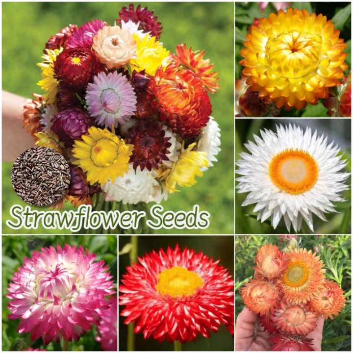 [Easy to grow in Philippines] Mixed Strawflower Seeds Flower Seeds for