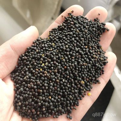 ( PRO+++ ) โปรแน่น.. Repseed ธัญพืชเสริมสำหรับนก บรรจุ1kg. ราคาสุดคุ้ม อาหาร นก อาหารนกหัวจุก อาหารนกแก้ว อาหารหงส์หยก