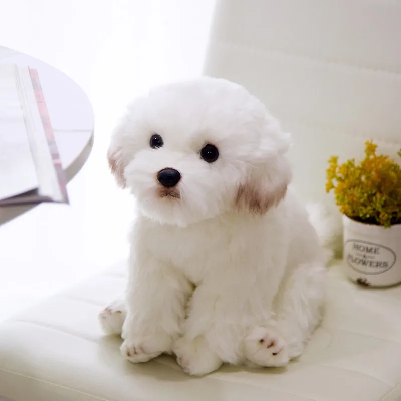 chó bichon trắng tinh ngồi bệt siêu đáng yêu