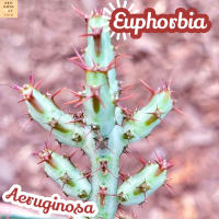 [ยูโฟเบีย เอรูจิโนซา] Euphorbia Aeruginosa ส่งพร้อมกระถาง แคคตัส Cactus Succulent ไม้อวบน้ำ พืชอวบน้ำ ไม้หนาม ไม้โขด ไม้ทะเลทราย ชอบแดด ยูโฟเบีย ของขวัญ ไม้ใบ พืช ไม้ฟอก ไม้ฟอกอากาศ indoorplant indoorplants plants  แต่งบ้าน แต่งห้อง แต่งโต๊ะ  ไม้ประดับ