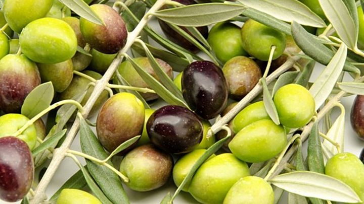 ขายส่ง-100-เมล็ด-เมล็ดมะกอกน้ำมัน-olive-oil-บอนไซ-มะกอก-ต้นไม้มงคล-ไม้แคระ-ไม้จิ๋ว-sindzhid-กอกกุก-กูก-กอกหมอง-ไพแซ-มะกอกไทย-เพี๊ยะค๊อก
