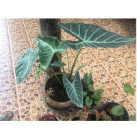 Alocasia candelabra แก้วหน้าม้าป่า จัดส่งเป็นเหง้า #ต้นไม้มาแรงสำหรับคนรักไม้ใบ