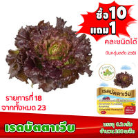 (ซื้อ10แถม1 ฟรีคู่มือ) เมล็ดพันธุ์ เรดบัตตาเวีย RED BATAVIA  (0.2 กรัม 200 เมล็ด) ทำมะชาดฟาร์ม  ผักสลัด เมล็ดพันธุ์สลัด เมล็ดสลัด เม็ดผักสลัด