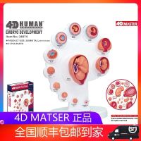 Quality goods 4 d MASTER educational toy human fetal growth organ anatomical model of medical teaching use