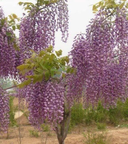 ต้น-วิสทีเรีย-wisteria-ดอกสีม่วงเข้ม-ต้นไม้นำเข้า