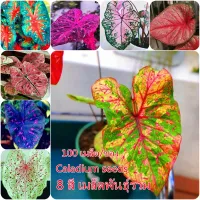 ( Promotion+++) คุ้มที่สุด บอนสี 100pcs/bag Caladium Seeds Flower Seeds ต้นไม้มงคลสวยๆบอนสีแปลกๆ เมล็ดบอนสีแท้ บอนสีหายากสวยๆ ไม้ประดับมงคล ราคาดี พรรณ ไม้ น้ำ พรรณ ไม้ ทุก ชนิด พรรณ ไม้ น้ำ สวยงาม พรรณ ไม้ มงคล