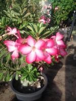 เมล็ดพันธุ์ชวนชมจริงๆ (adenium obesum)