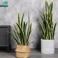 UNQCSA โต๊ะ อุปกรณ์ภายในบ้าน DIY เขตร้อน สวน พืชปลอม ของตกแต่งบ้าน ใบไม้เทียม Sansevieria ประดิษฐ์