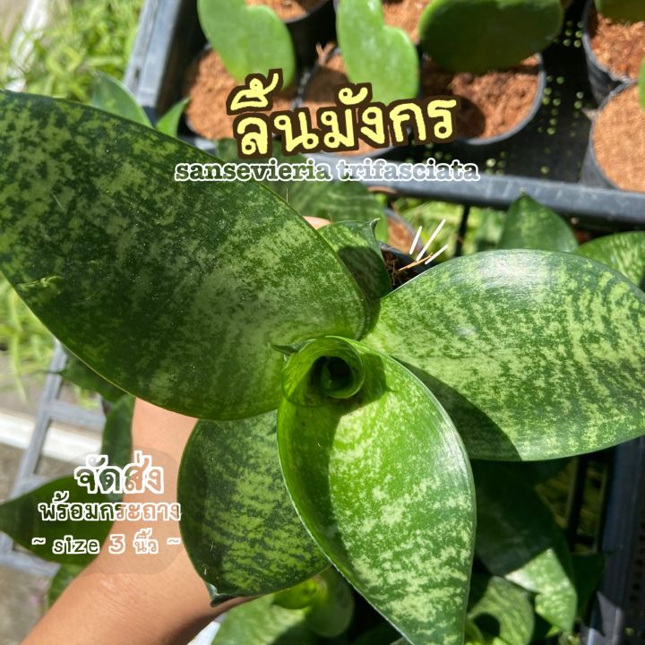 ส่งไว-ต้นลิ้นมังกร-sansevieria-trifasciata-ลิ้นมังกร-ต้นไม้ฟอกอากาศ-ต้นไม้มงคล-ต้นไม้ฟอกอากาศ-จิ๋ว-ต้นไม้ส่งทั้งกระถาง