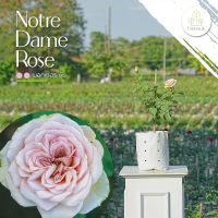 Treeno.9 T350 Notre Dame rose (กุหลาบ นอร์ทเทอร์ ดัม)​ ต้นใหญ่ ถุง 8 นิ้ว สูง 60-70 ซม. ไม้ดอกประดับ ดอกสวย ออกดอกตลอดทั้งปี (ต้นไม้)